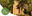 Immagine teaser