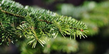 Тизерне зображення