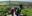 Immagine teaser