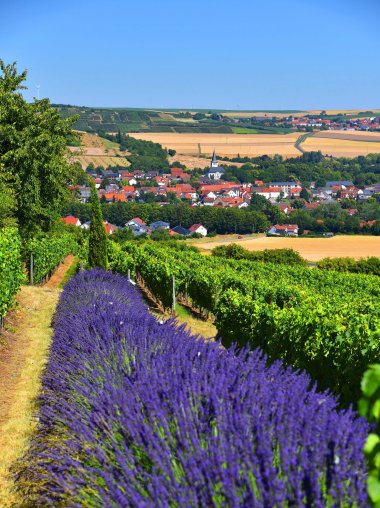 Lavender field in front of Albisheim