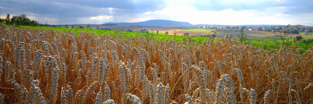 Wheat field, the Donnersberg in the background