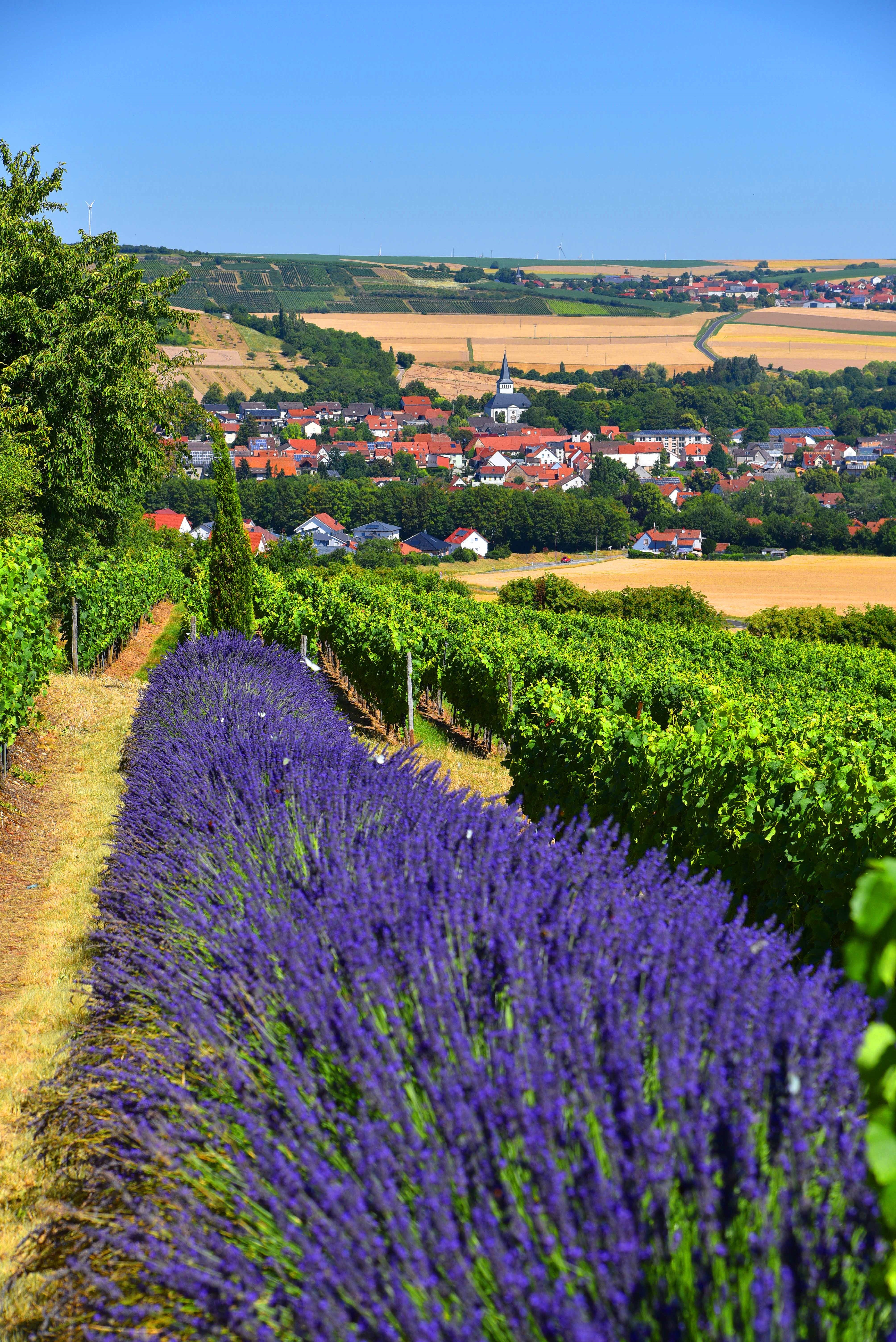 Lavender field Lavender field