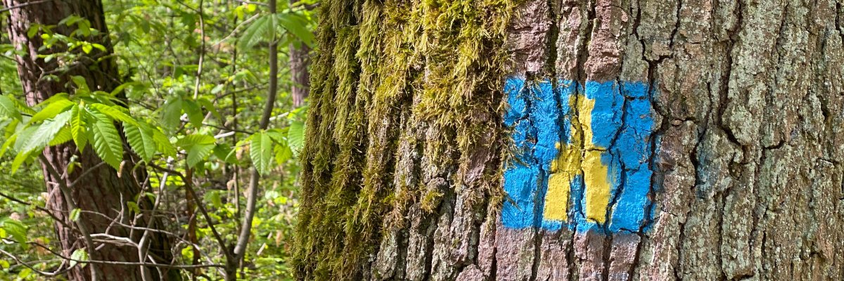 Adolf of Nassau logo Adolf of Nassau logo