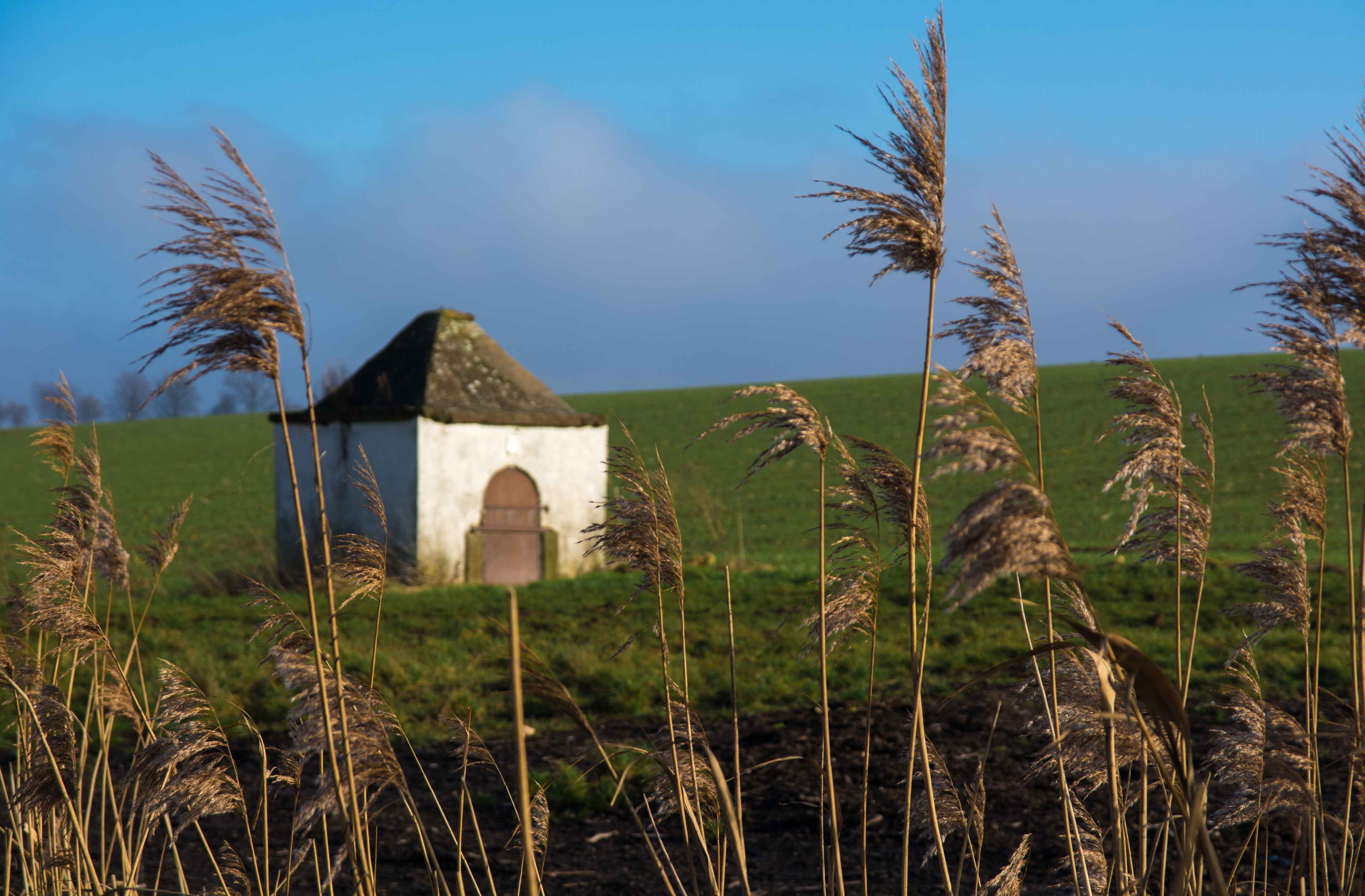 Reed, sullo sfondo una vecchia capanna
