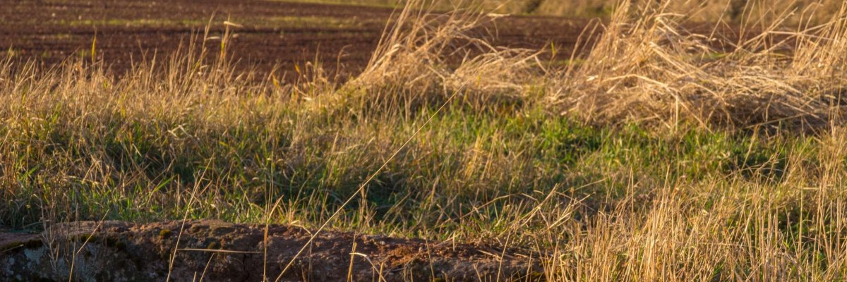 Wegstein des Adolf-von-Nassau Wanderweg mit Blick auf den Donnersberg Wegstein des Adolf-von-Nassau Wanderweg mit Blick auf den Donnersberg