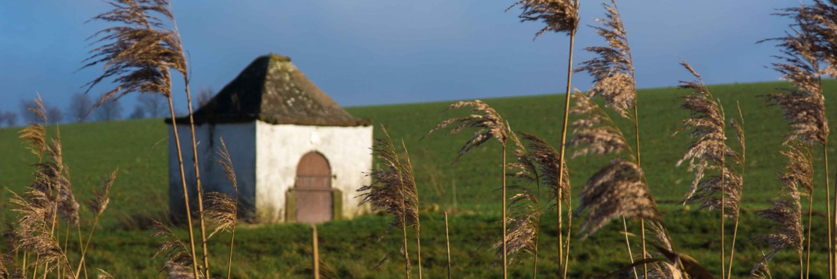 Schilf, im Hintergrund eine alte Hütte Schilf, im Hintergrund eine alte Hütte